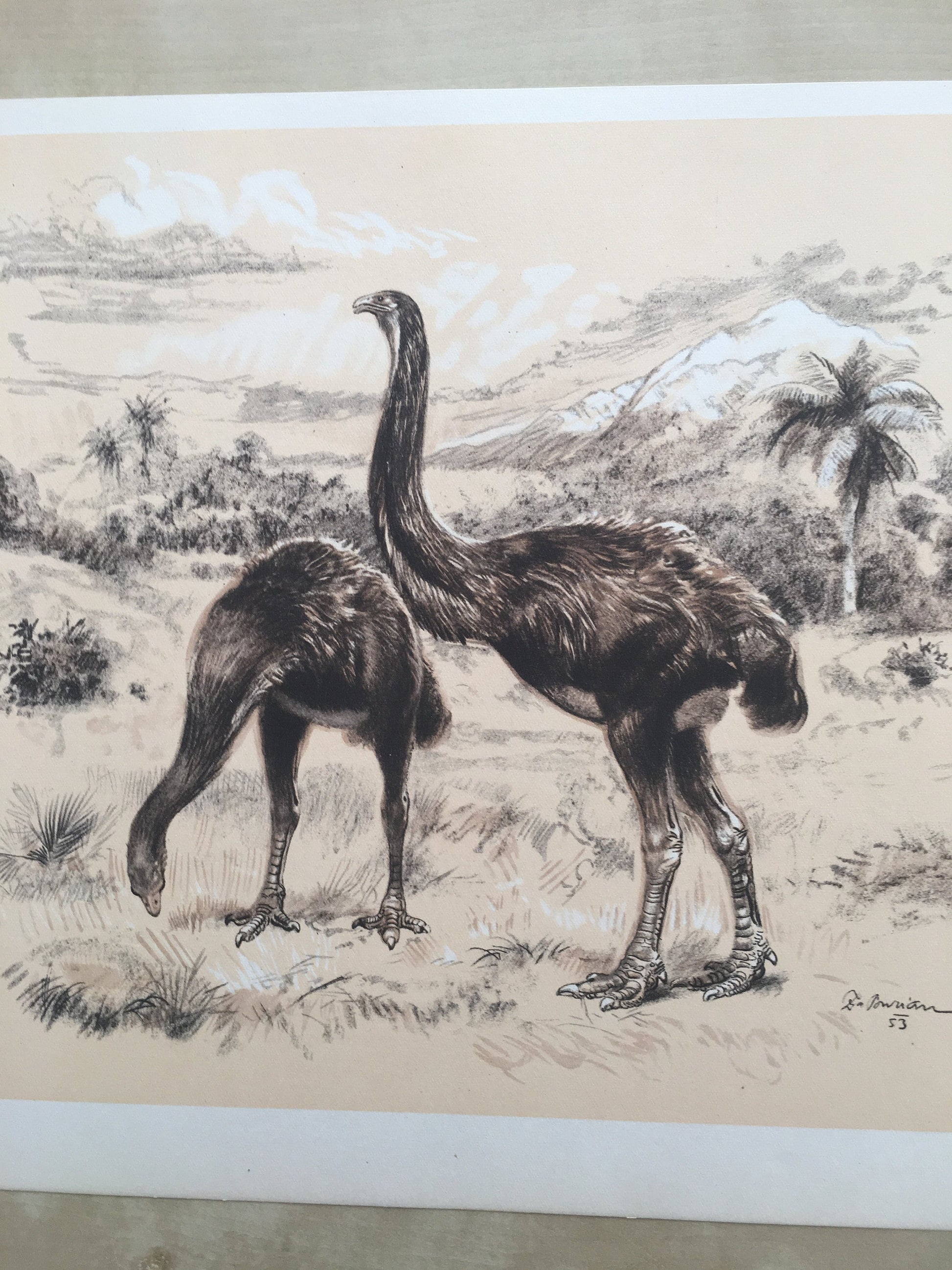 1960 GIANT MOA (DINORNIS) Print - Prehistoric Animals Print - Paleoart - Paleontology Print - Moa Bird - 63 Years Old - 13.5 x 9.75 Inches