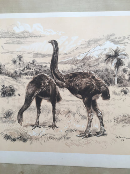1960 GIANT MOA (DINORNIS) Print - Prehistoric Animals Print - Paleoart - Paleontology Print - Moa Bird - 63 Years Old - 13.5 x 9.75 Inches