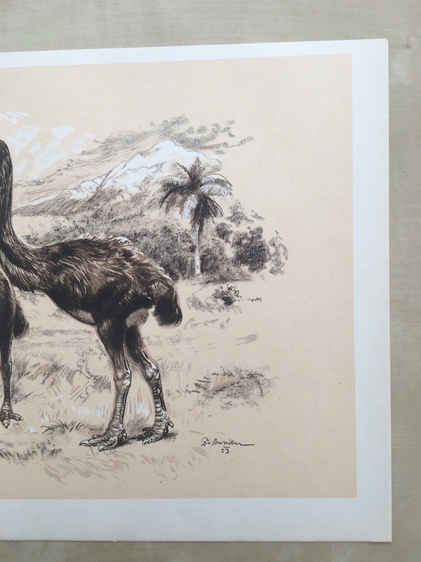 1960 GIANT MOA (DINORNIS) Print - Prehistoric Animals Print - Paleoart - Paleontology Print - Moa Bird - 63 Years Old - 13.5 x 9.75 Inches