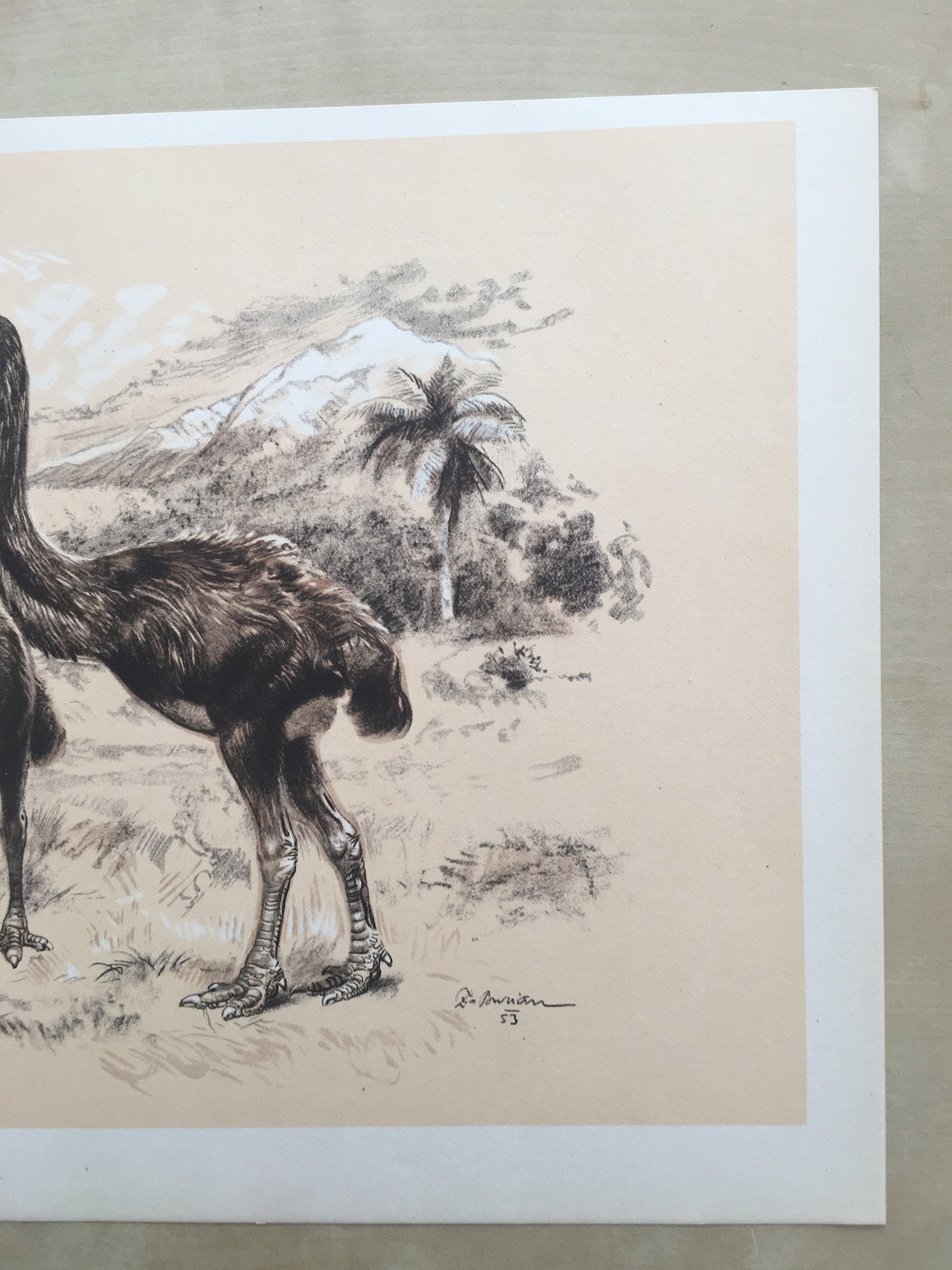 1960 GIANT MOA (DINORNIS) Print - Prehistoric Animals Print - Paleoart - Paleontology Print - Moa Bird - 63 Years Old - 13.5 x 9.75 Inches