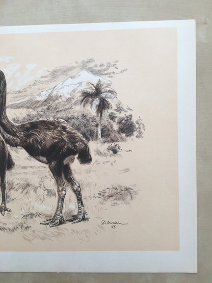 1960 GIANT MOA (DINORNIS) Print - Prehistoric Animals Print - Paleoart - Paleontology Print - Moa Bird - 63 Years Old - 13.5 x 9.75 Inches