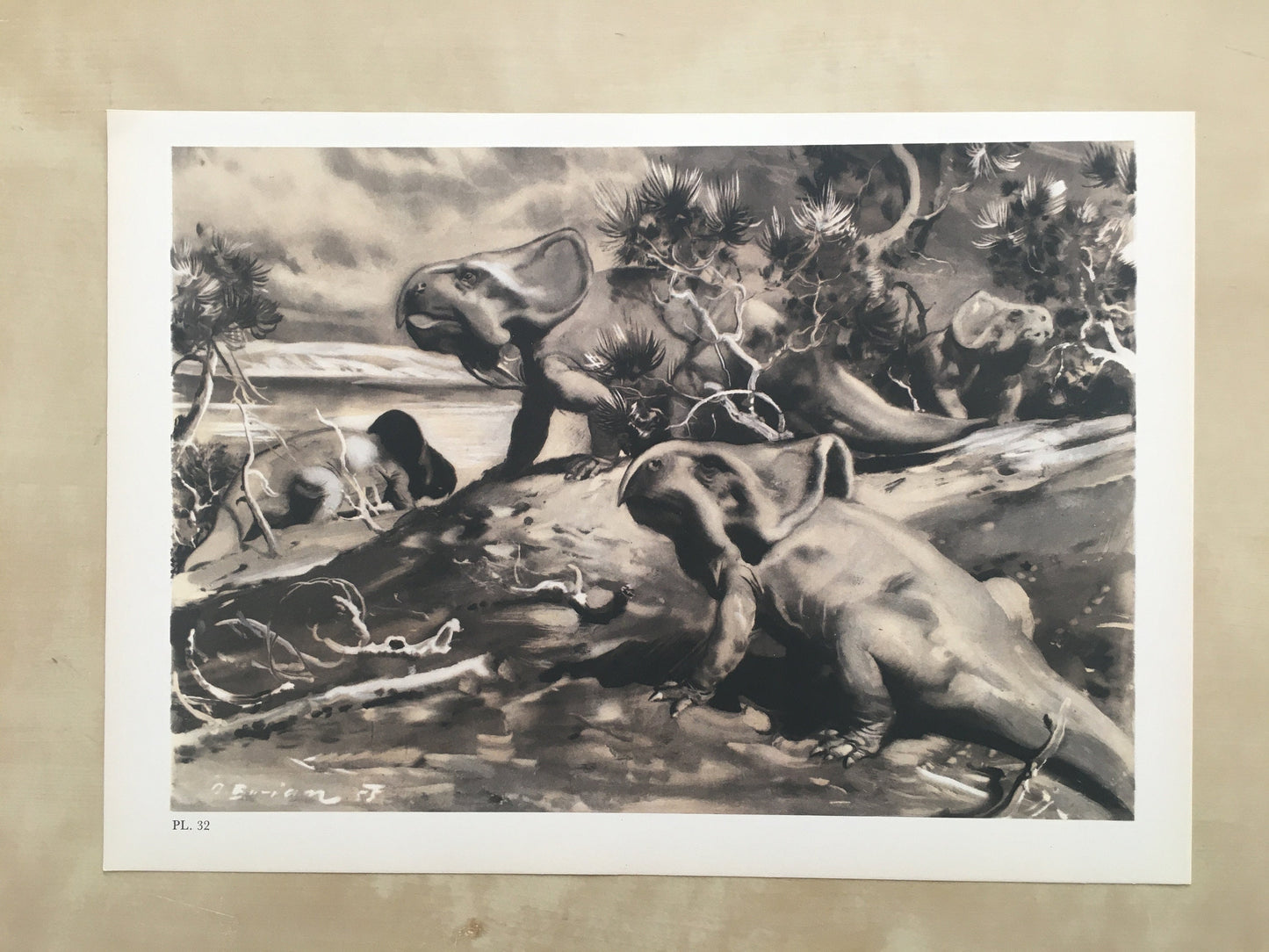 1960 PROTOCERATOPS DINOSAUR Print - Prehistoric Animals Print - Paleoart - Dinosaur Decoration - 63 Years Old - 13.5 x 9.75 Inches