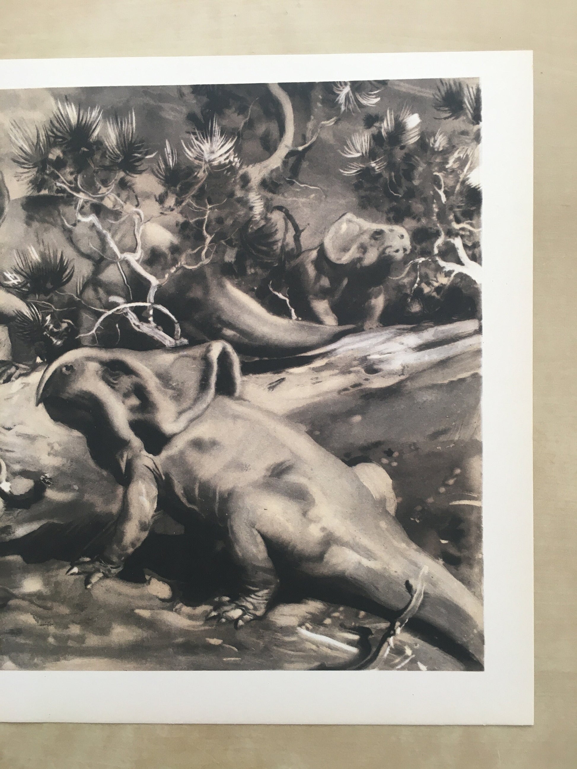 1960 PROTOCERATOPS DINOSAUR Print - Prehistoric Animals Print - Paleoart - Dinosaur Decoration - 63 Years Old - 13.5 x 9.75 Inches