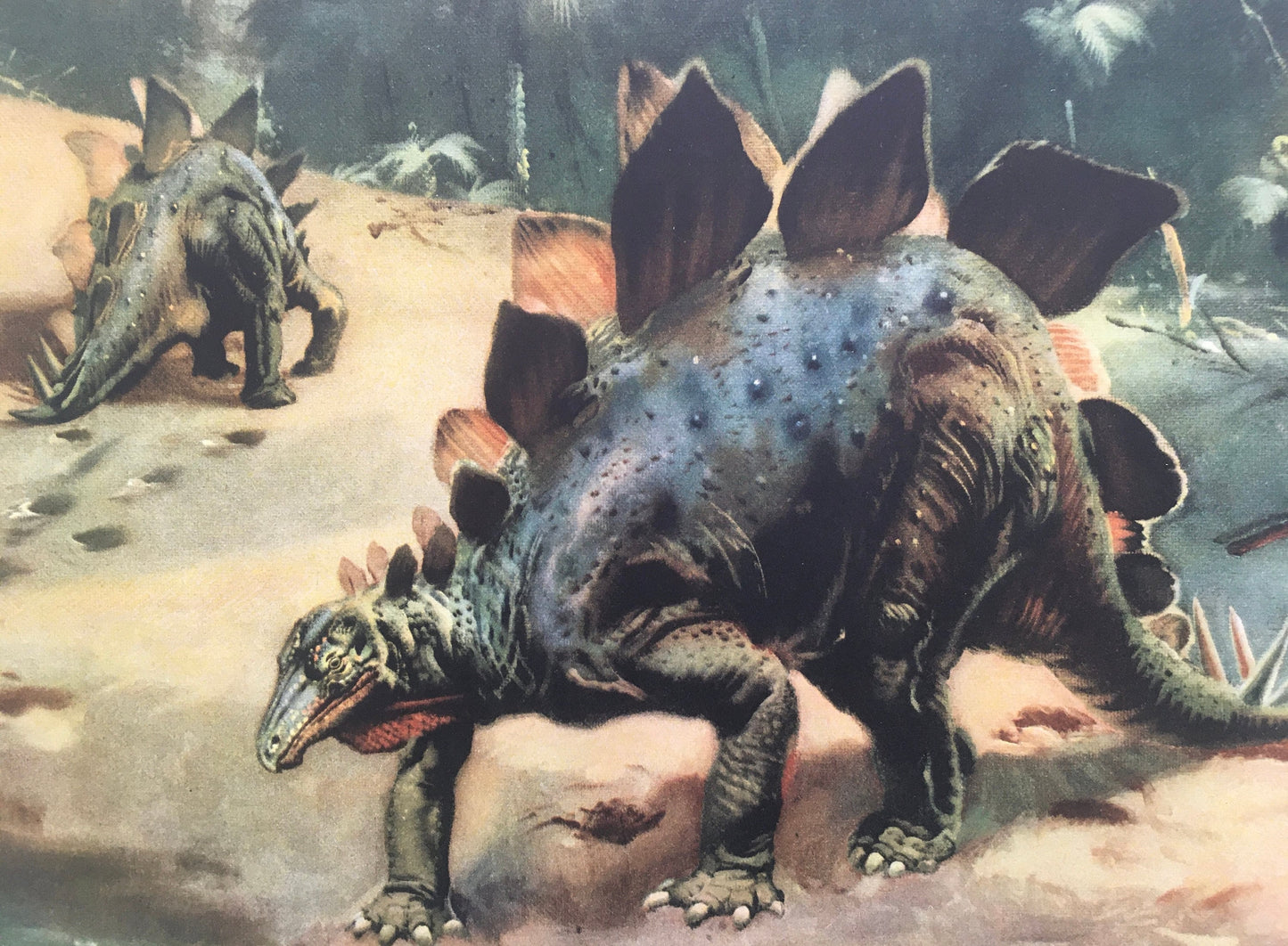 1960 STEGOSAURUS DINOSAUR Print - Prehistoric Animals Print - Paleoart - Dinosaur Decoration - 63 Years Old - 13.5 x 9.75 Inches