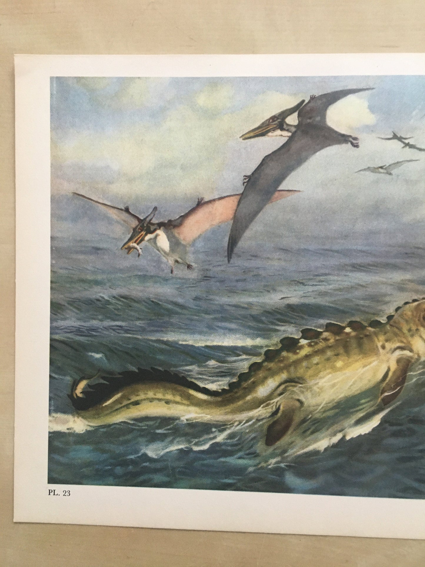 1960 PTERANODON & MOSASAUR DINOSAUR Print - Prehistoric Animals Print - Paleoart - Dinosaur Decoration - 63 Years Old - 13.5 x 9.75 Inches