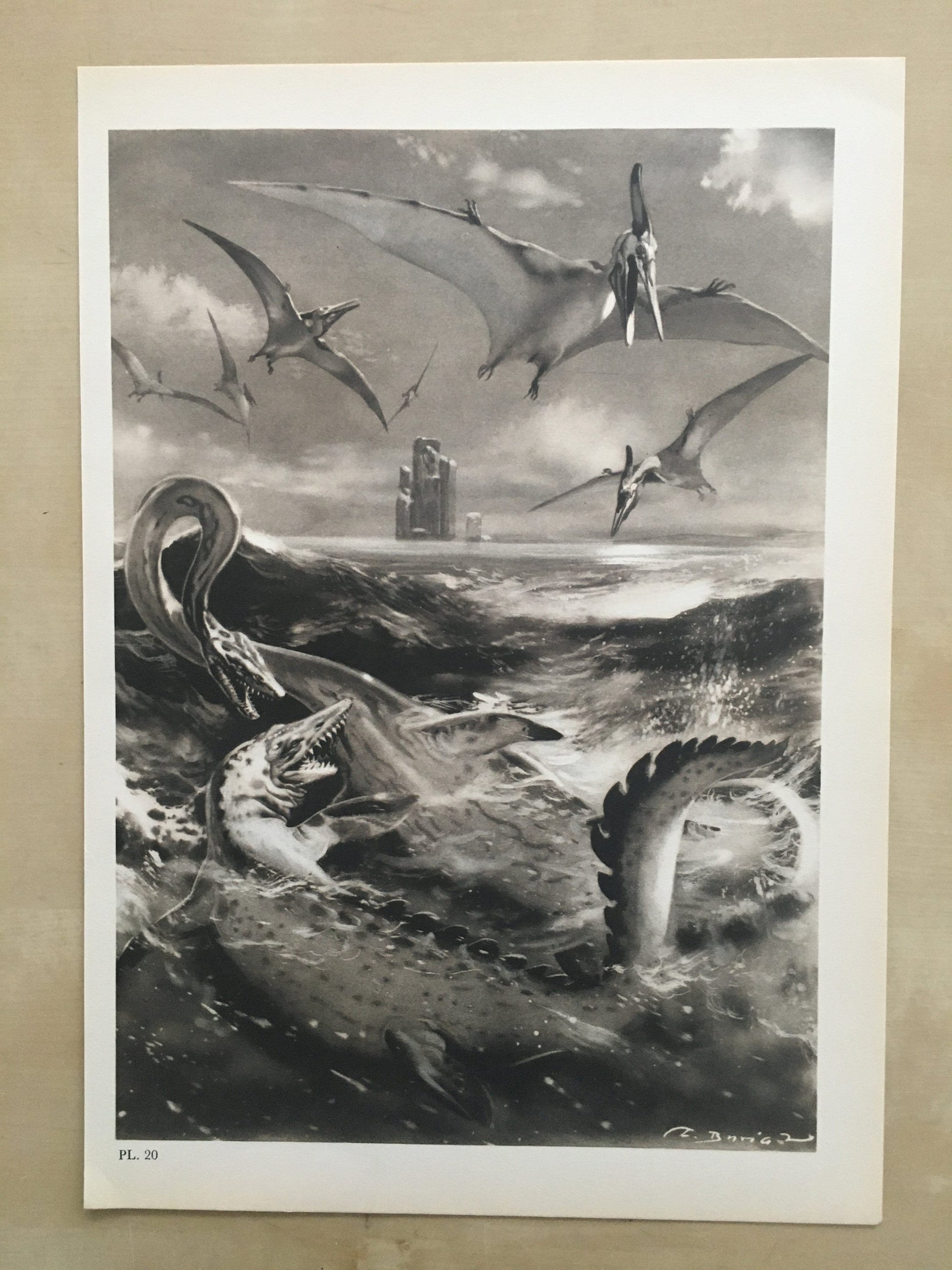 1960 ELASMOSAURUS & PTERODACTYL Print - Prehistoric Animals Print - Paleoart - Dinosaur Decoration - 63 Years Old - 13.5 x 9.75 Inches