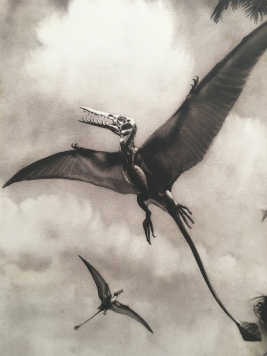 1960 PTEROSAUR Print - Prehistoric Animals Print - Paleoart - Dinosaur Decoration - Dinosaur Print - 63 Years Old - 13.5 x 9.75 Inches