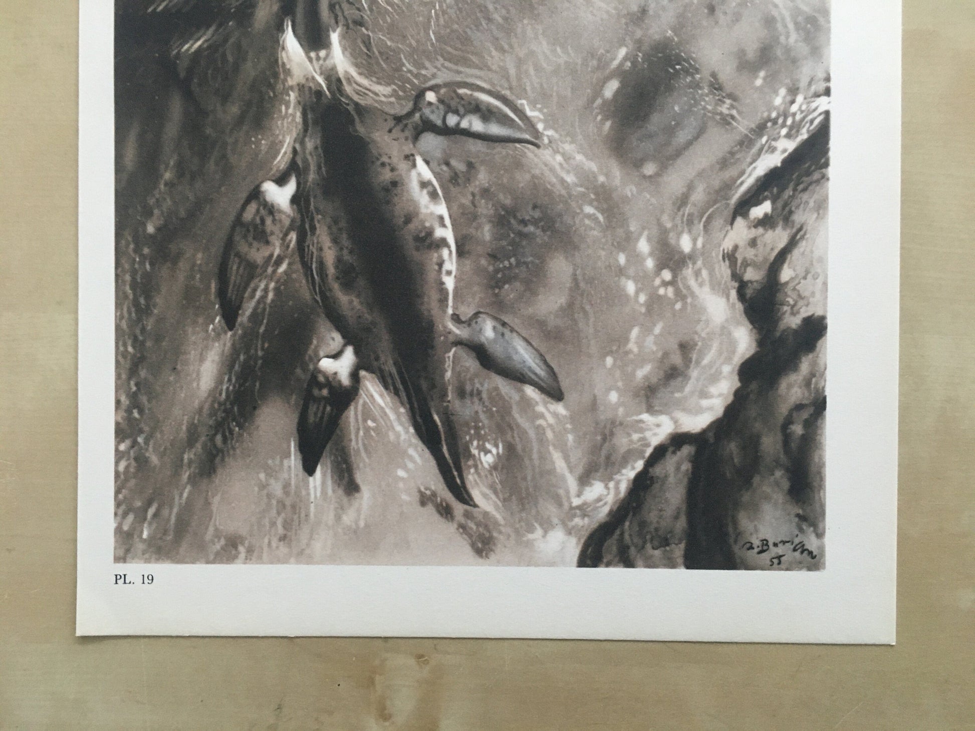 1960 CRYPTOCLIDUS (PLESIOSAUR) Print - Prehistoric Animals Print - Paleoart - Dinosaur Decoration - 63 Years Old - 13.5 x 9.75 Inches