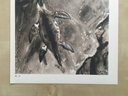 1960 CRYPTOCLIDUS (PLESIOSAUR) Print - Prehistoric Animals Print - Paleoart - Dinosaur Decoration - 63 Years Old - 13.5 x 9.75 Inches