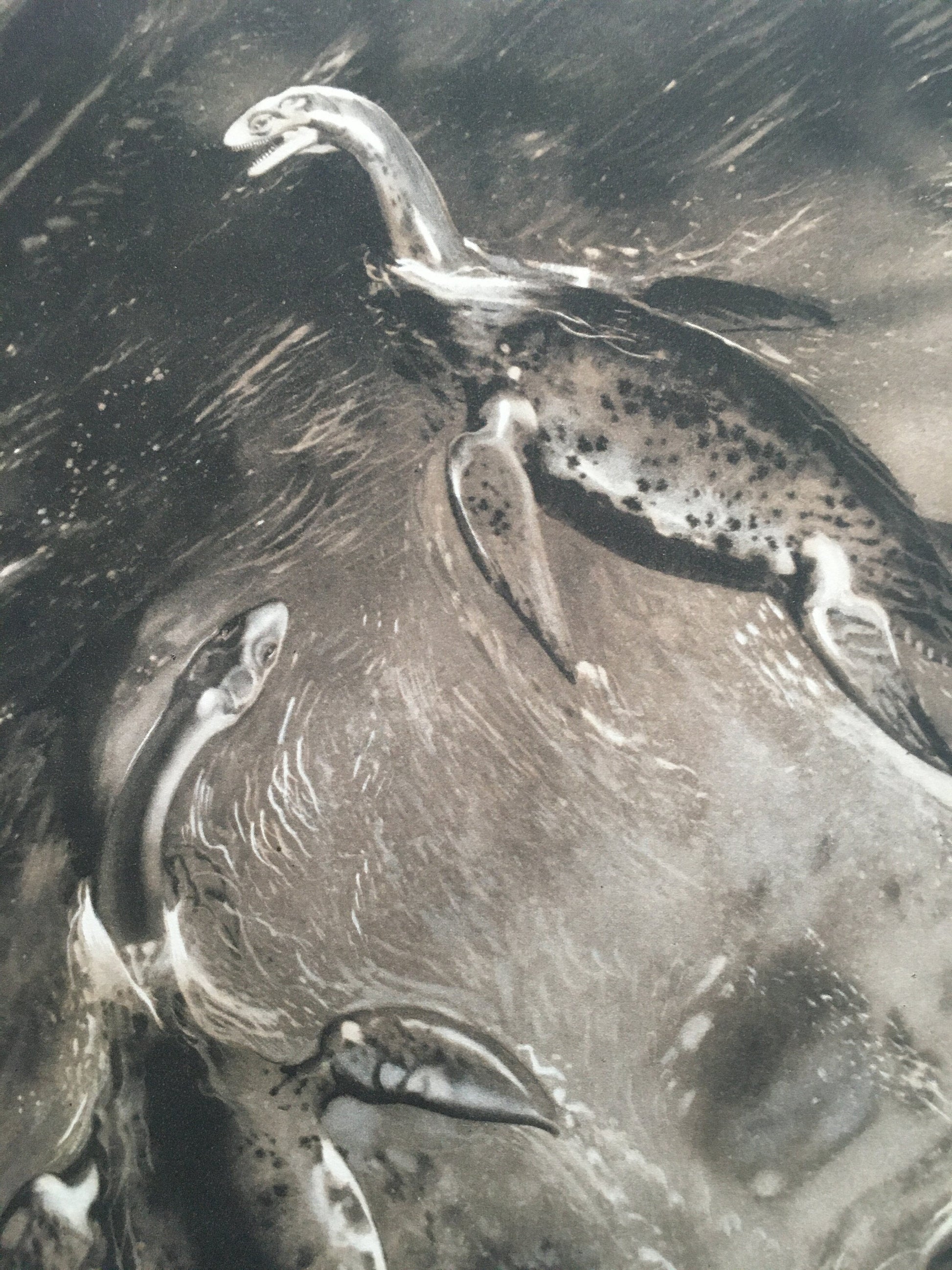 1960 CRYPTOCLIDUS (PLESIOSAUR) Print - Prehistoric Animals Print - Paleoart - Dinosaur Decoration - 63 Years Old - 13.5 x 9.75 Inches