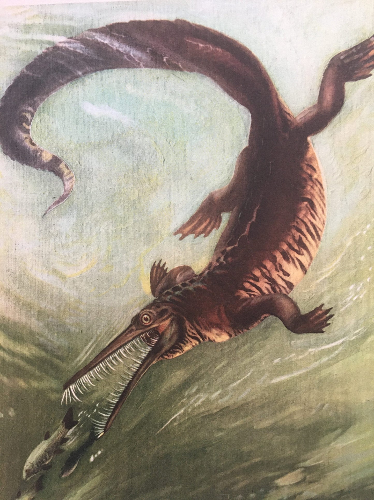 1960 MESOSAURUS Print - Prehistoric Animals Print - Paleoart - Dinosaur Decoration - Dinosaur Print - 63 Years Old - 13.5 x 9.75 Inches