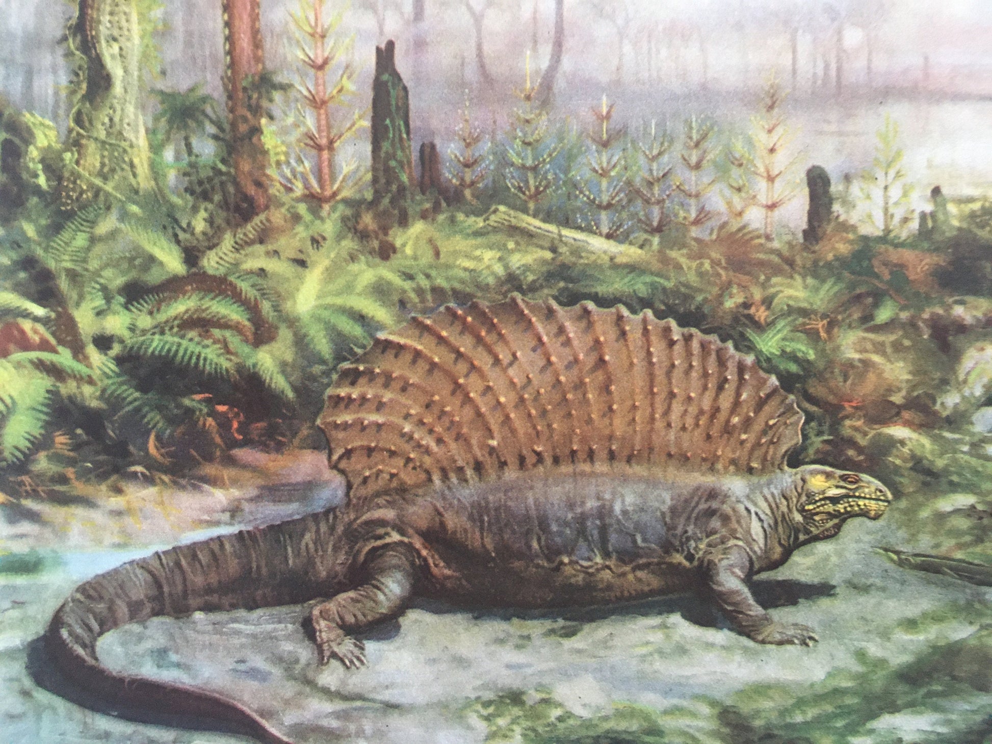 1960 EDAPHOSAURUS Print - Prehistoric Animals Print - Paleoart - Paleontology Print - Dinosaur Print - 63 Years Old - 13.5 x 9.75 Inches