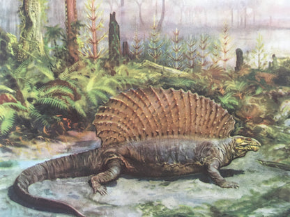 1960 EDAPHOSAURUS Print - Prehistoric Animals Print - Paleoart - Paleontology Print - Dinosaur Print - 63 Years Old - 13.5 x 9.75 Inches