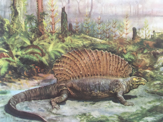 1960 EDAPHOSAURUS Print - Prehistoric Animals Print - Paleoart - Paleontology Print - Dinosaur Print - 63 Years Old - 13.5 x 9.75 Inches