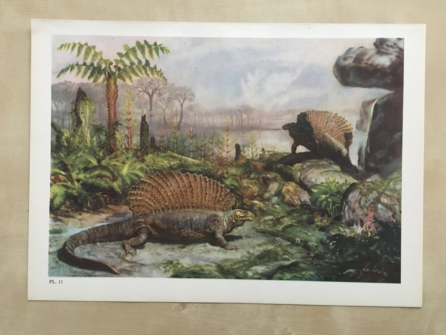 1960 EDAPHOSAURUS Print - Prehistoric Animals Print - Paleoart - Paleontology Print - Dinosaur Print - 63 Years Old - 13.5 x 9.75 Inches