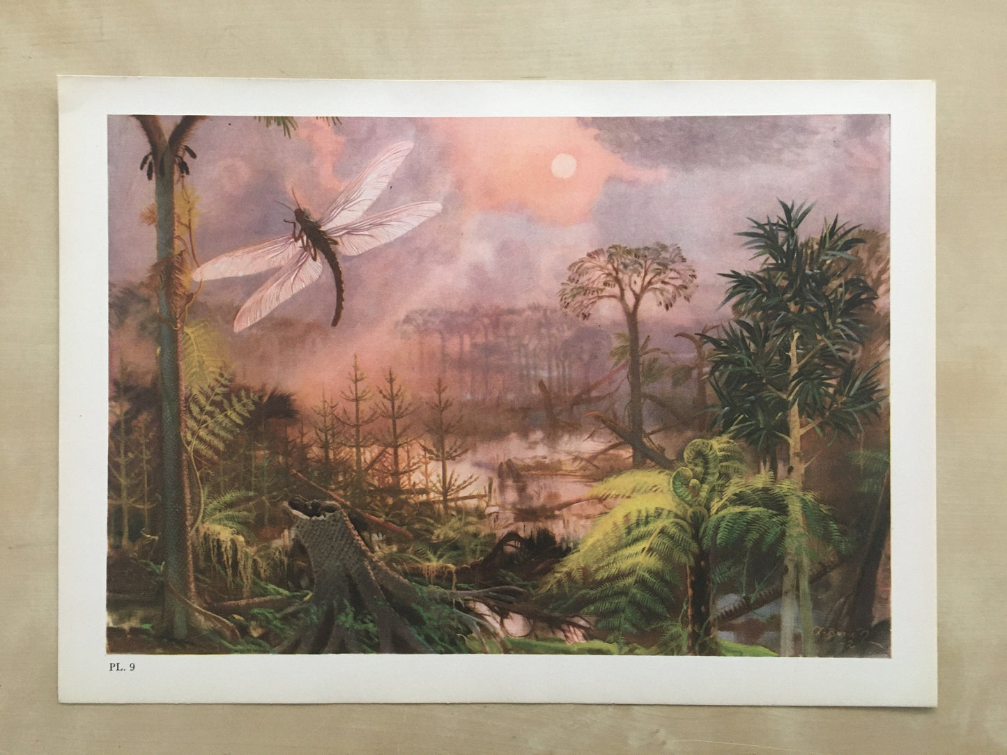 1960 MEGANEURA Print - Prehistoric Animals Print - Paleoart - Paleontology Print - Insect Print - 63 Years Old - 13.5 x 9.75 Inches