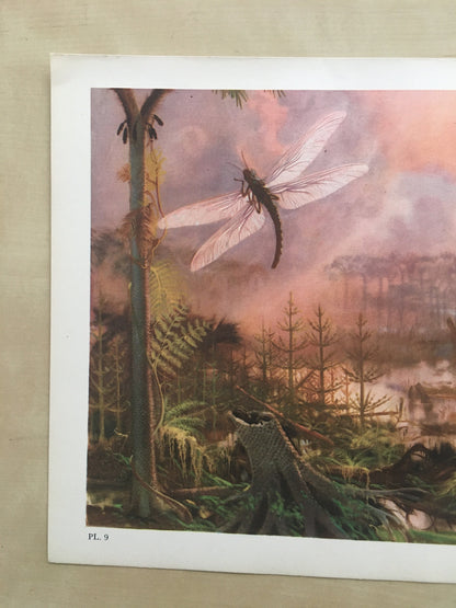 1960 MEGANEURA Print - Prehistoric Animals Print - Paleoart - Paleontology Print - Insect Print - 63 Years Old - 13.5 x 9.75 Inches