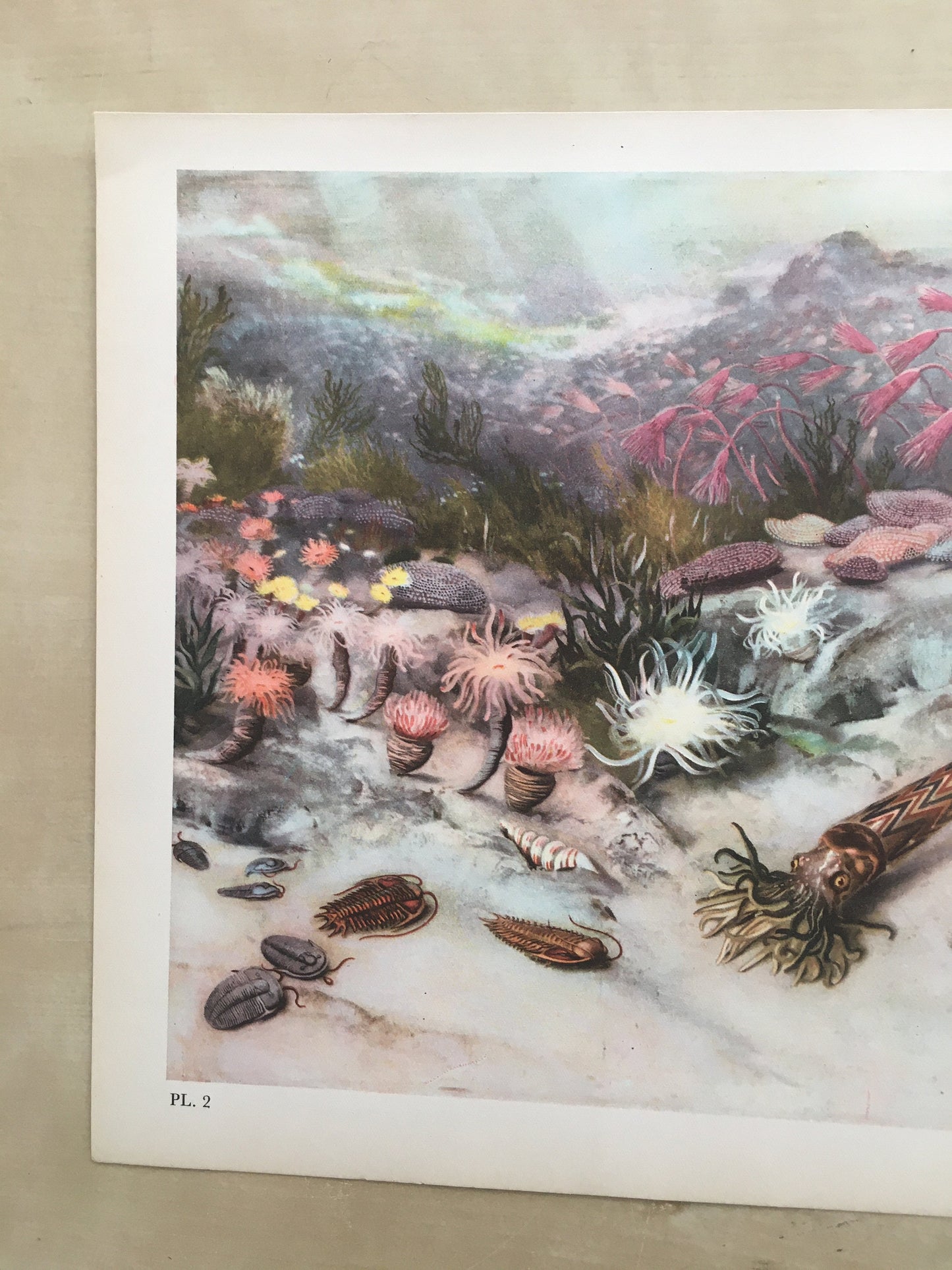 1960 SILURIAN SEA Print - Prehistoric Animals Print - Paleoart - Paleontology Print - Dinosaur Print - 63 Years Old - 13.5 x 9.75 Inches