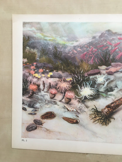 1960 SILURIAN SEA Print - Prehistoric Animals Print - Paleoart - Paleontology Print - Dinosaur Print - 63 Years Old - 13.5 x 9.75 Inches