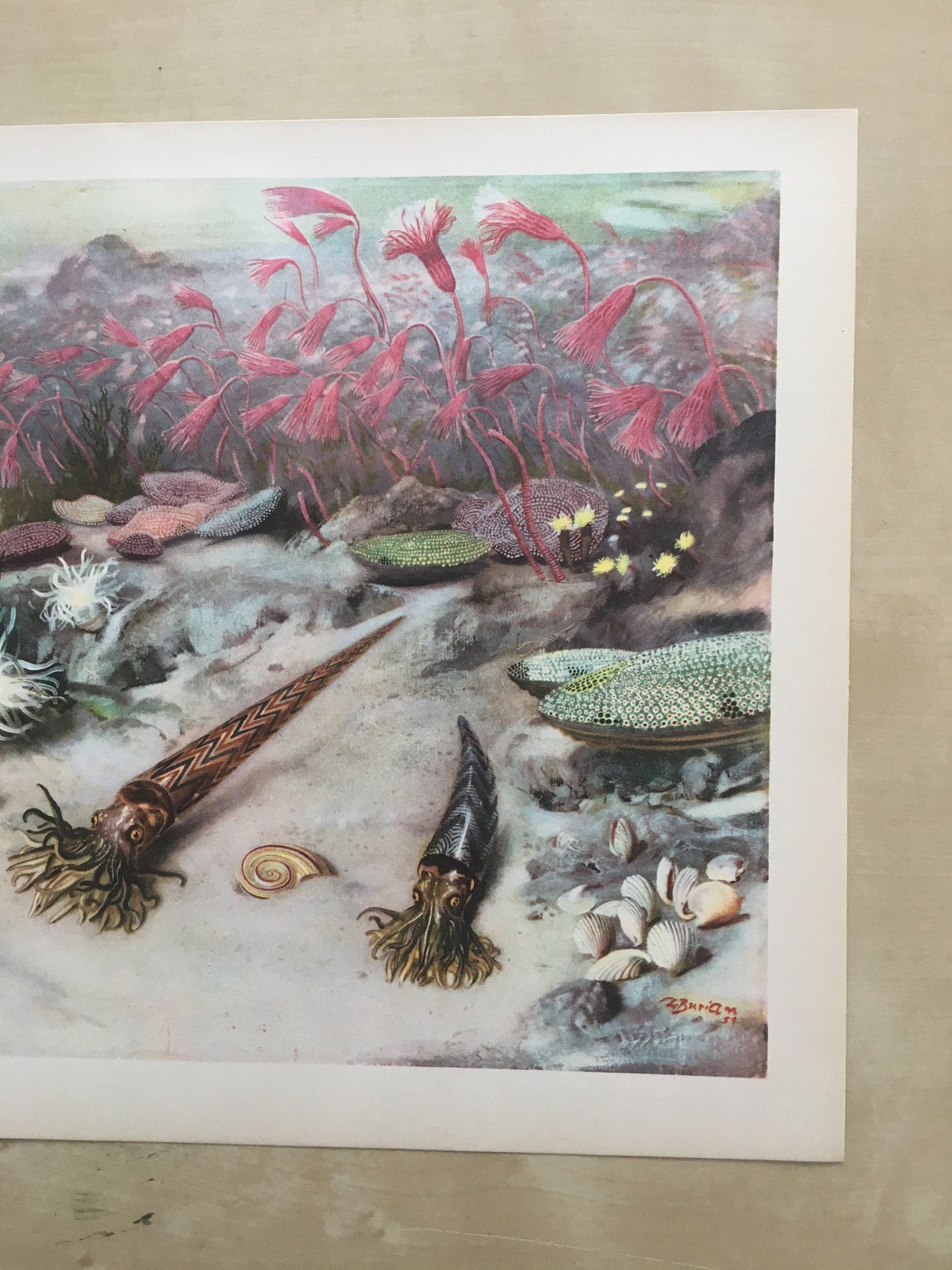 1960 SILURIAN SEA Print - Prehistoric Animals Print - Paleoart - Paleontology Print - Dinosaur Print - 63 Years Old - 13.5 x 9.75 Inches