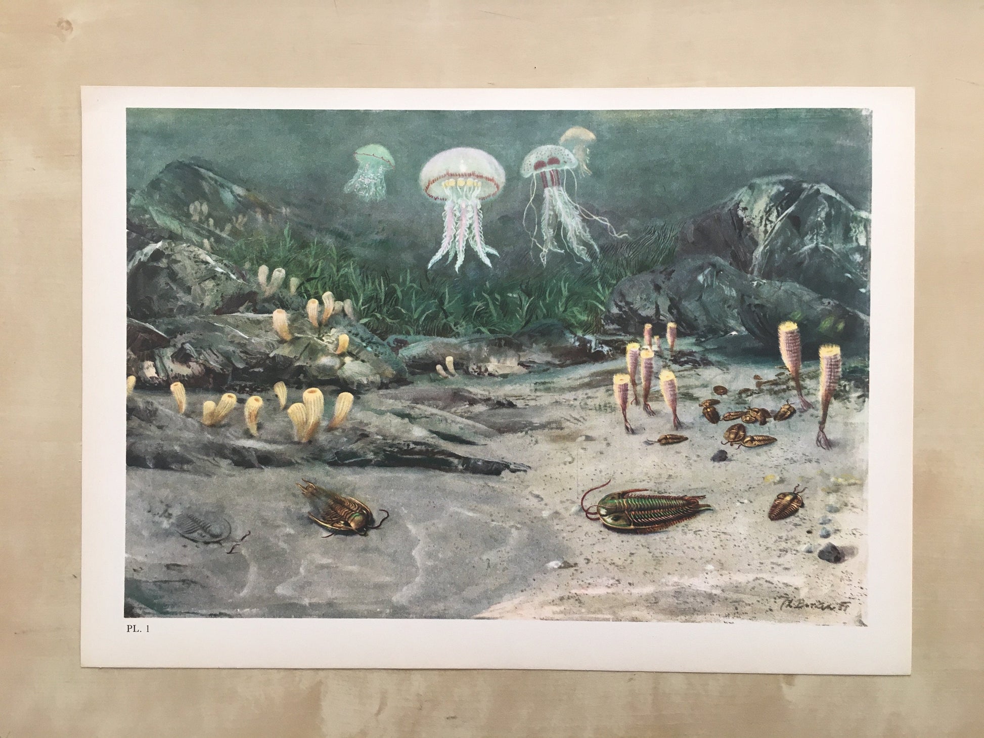 1960 TRILOBITES & JELLYFISH Print - Prehistoric Animals Print - Paleoart - Paleontology Print - Dinosaur Print - 13.5 x 9.75 Inches