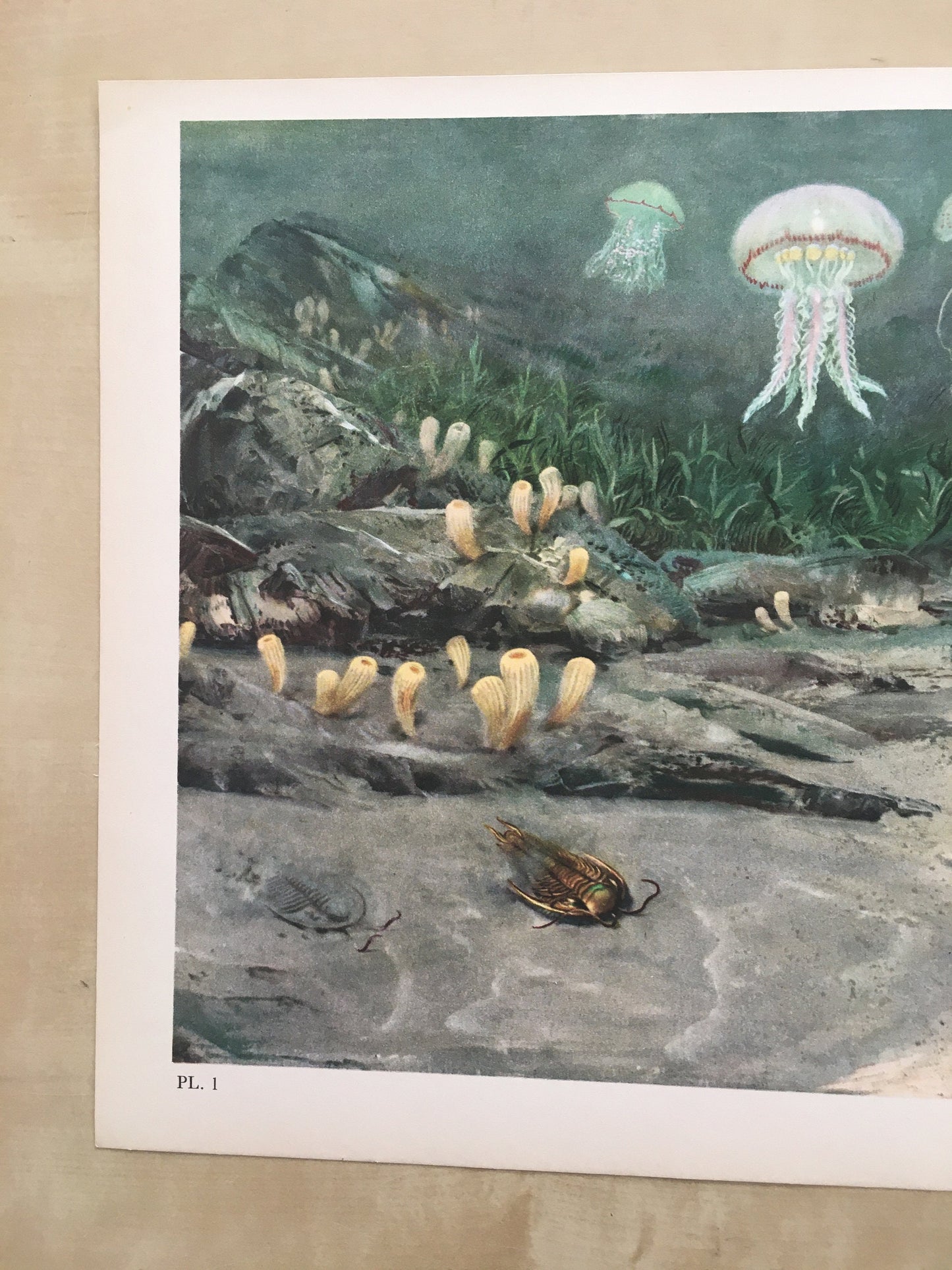 1960 TRILOBITES & JELLYFISH Print - Prehistoric Animals Print - Paleoart - Paleontology Print - Dinosaur Print - 13.5 x 9.75 Inches