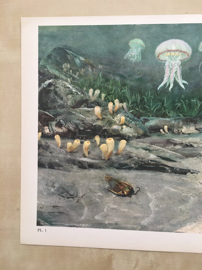 1960 TRILOBITES & JELLYFISH Print - Prehistoric Animals Print - Paleoart - Paleontology Print - Dinosaur Print - 13.5 x 9.75 Inches