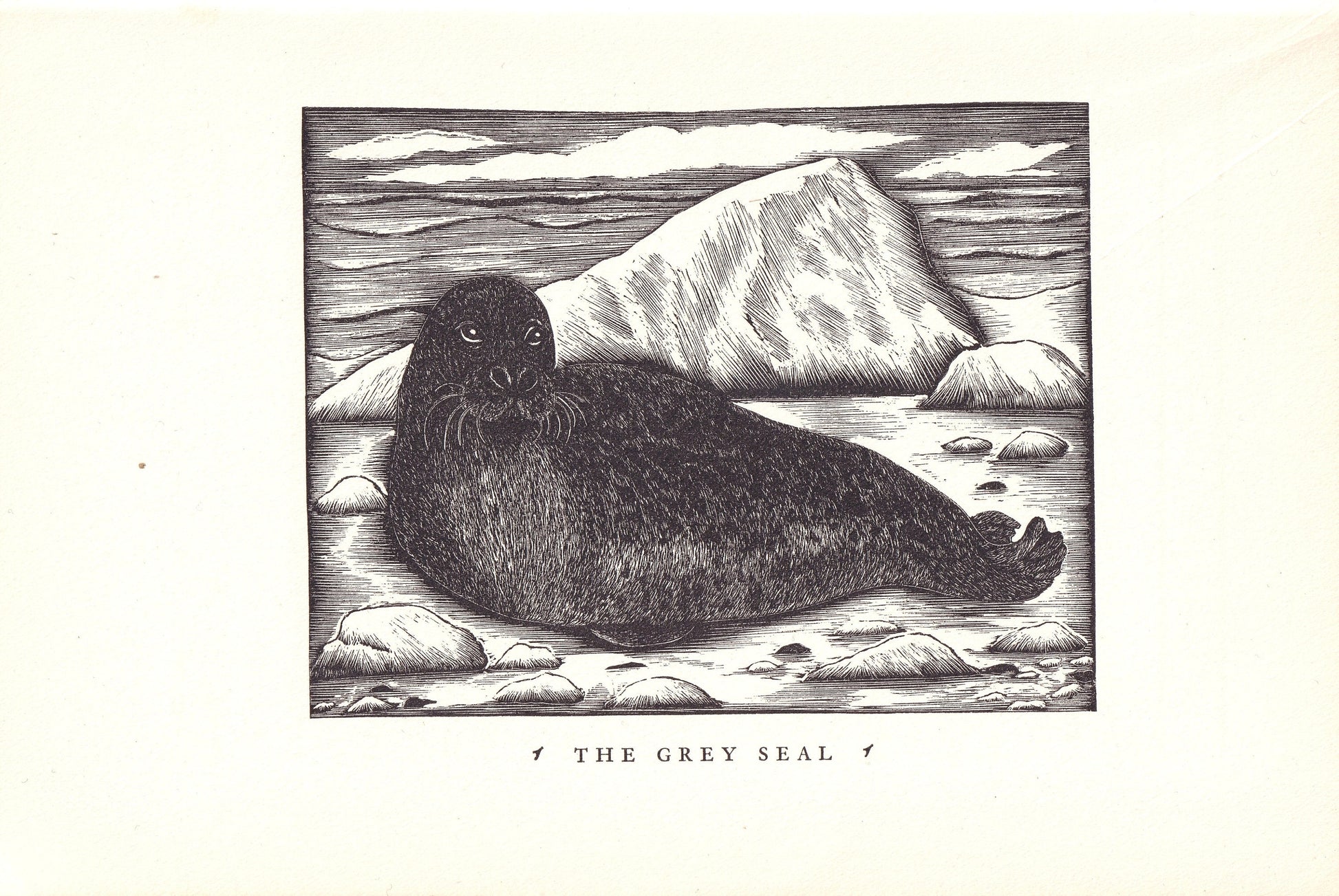 1931 GREY SEAL Print Wood Engraving - Seal Wall Art - Zoology Print - Antique Animal Wood Engraving - 92 Years Old - 7.8 x 5.25 Inches