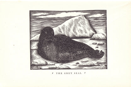 1931 GREY SEAL Print Wood Engraving - Seal Wall Art - Zoology Print - Antique Animal Wood Engraving - 92 Years Old - 7.8 x 5.25 Inches