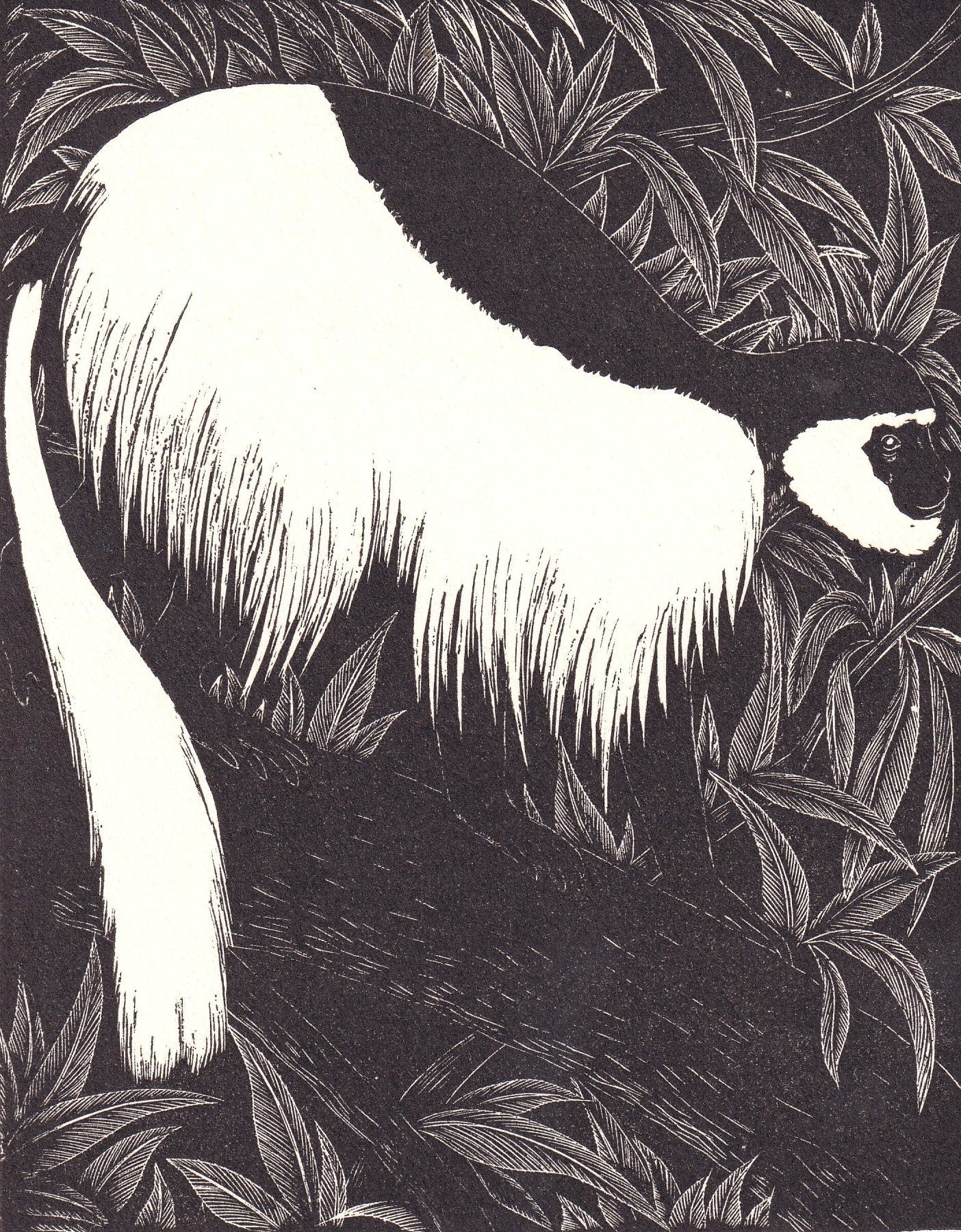 1931 GUEREZA MONKEY Print Wood Engraving - Wall Art - Zoology Print - Antique Animal Wood Engraving - 92 Years Old - 7.8 x 5.25 Inches