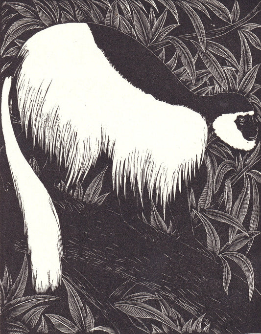 1931 GUEREZA MONKEY Print Wood Engraving - Wall Art - Zoology Print - Antique Animal Wood Engraving - 92 Years Old - 7.8 x 5.25 Inches