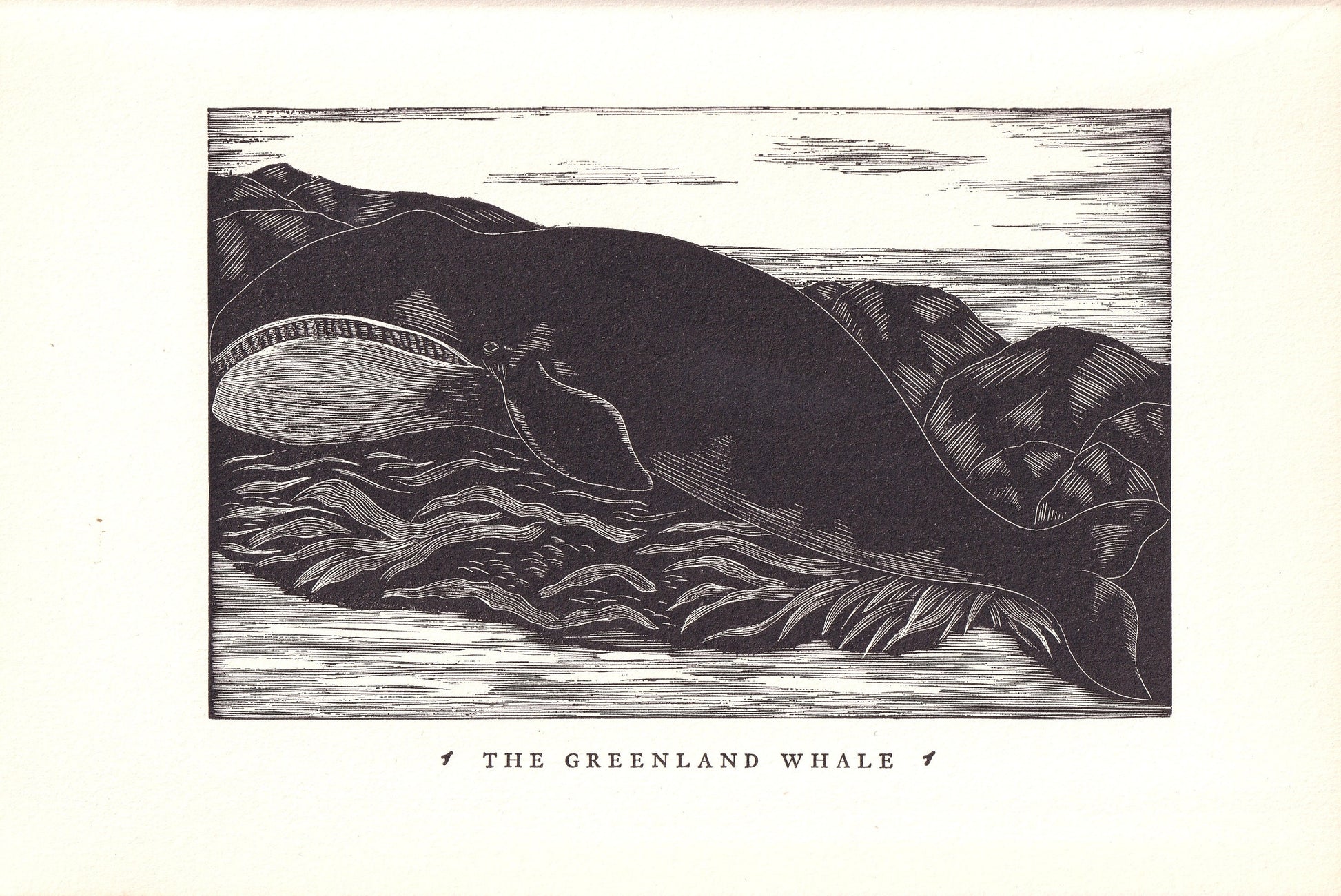 1931 GREENLAND WHALE Print Wood Engraving - Whale Wall Art - Antique Animal Wood Engraving - 92 Years Old - 7.8 x 5.25 Inches