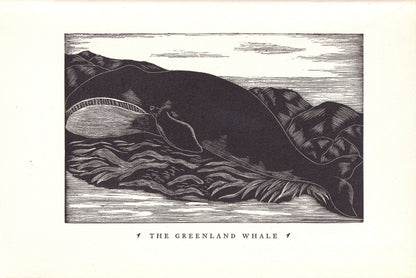 1931 GREENLAND WHALE Print Wood Engraving - Whale Wall Art - Antique Animal Wood Engraving - 92 Years Old - 7.8 x 5.25 Inches
