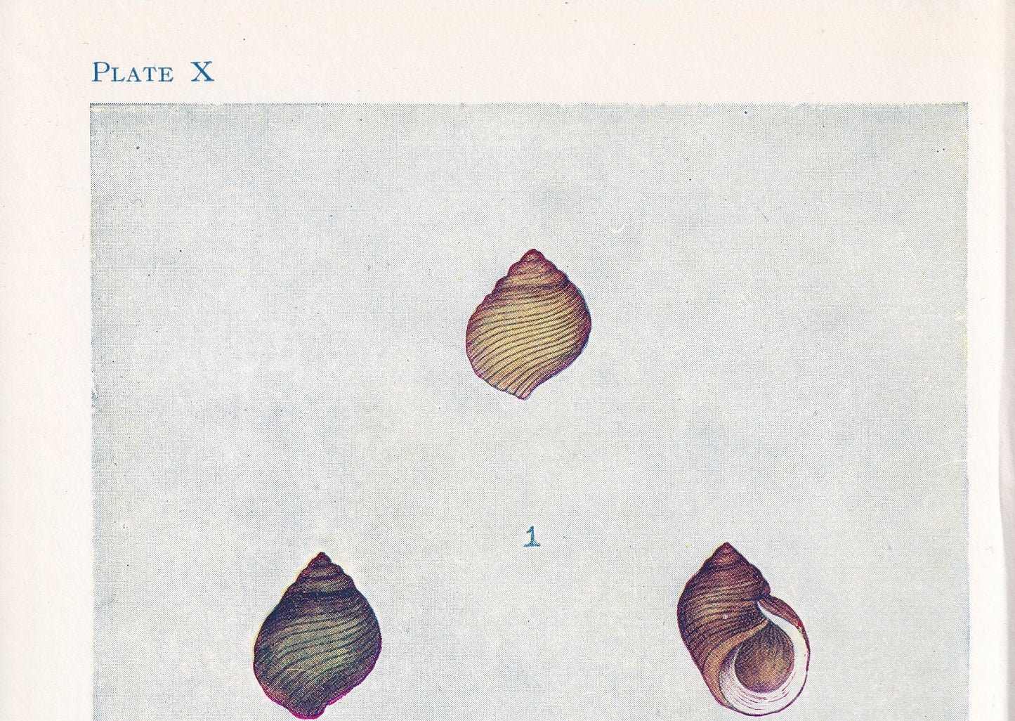 1907 SEA SHELLS Print - Original Antique Marine Print - Sea Life Print - Sea Life Print - 116 Years Old - 6.15 x 4.25 Inches