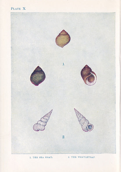 1907 SEA SHELLS Print - Original Antique Marine Print - Sea Life Print - Sea Life Print - 116 Years Old - 6.15 x 4.25 Inches