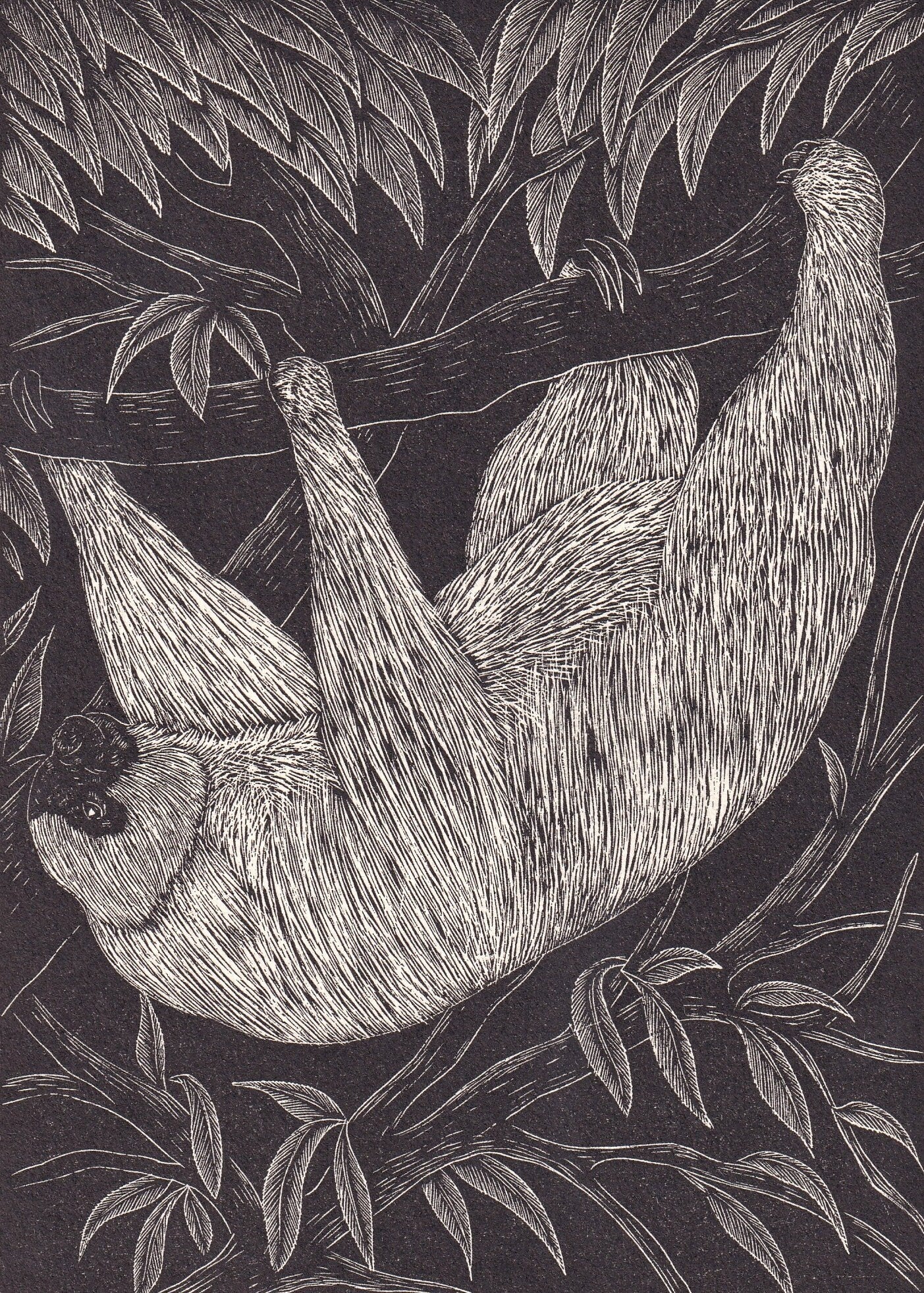 1931 SLOTH Print Wood Engraving - Wall Art - Zoology Print - Antique Animal Wood Engraving - 92 Years Old - 7.8 x 5.25 Inches