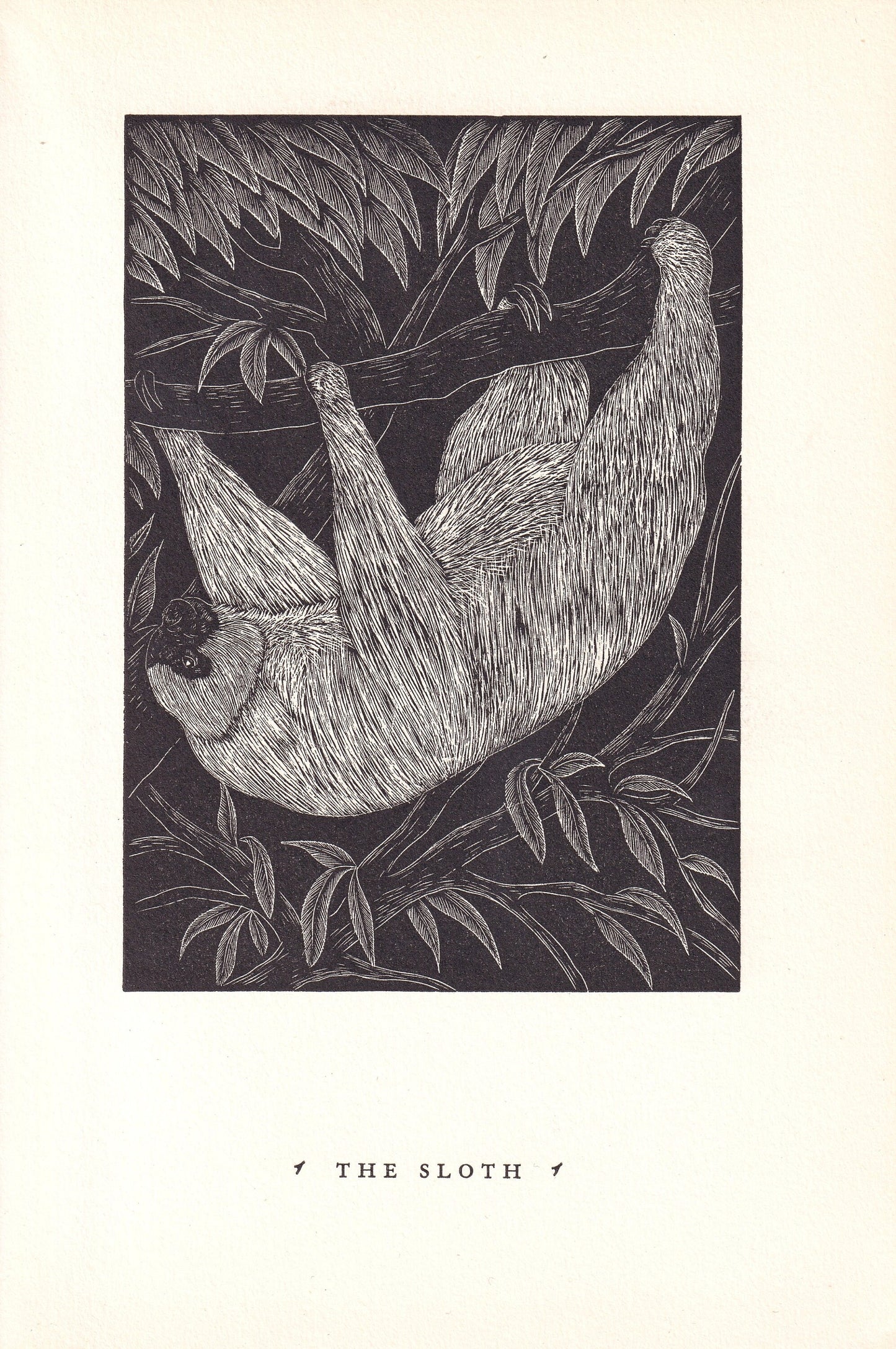 1931 SLOTH Print Wood Engraving - Wall Art - Zoology Print - Antique Animal Wood Engraving - 92 Years Old - 7.8 x 5.25 Inches