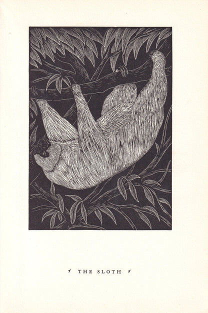 1931 SLOTH Print Wood Engraving - Wall Art - Zoology Print - Antique Animal Wood Engraving - 92 Years Old - 7.8 x 5.25 Inches