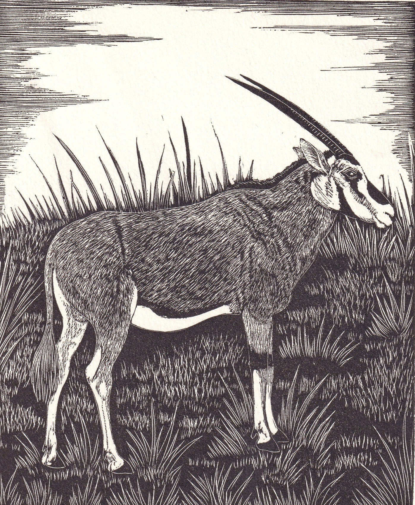 1931 ORYX Print Wood Engraving - Wall Art - Zoology Print - Antique Animal Wood Engraving - 92 Years Old - 7.8 x 5.25 Inches