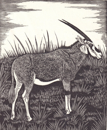 1931 ORYX Print Wood Engraving - Wall Art - Zoology Print - Antique Animal Wood Engraving - 92 Years Old - 7.8 x 5.25 Inches
