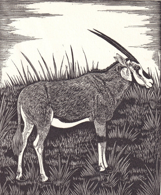 1931 ORYX Print Wood Engraving - Wall Art - Zoology Print - Antique Animal Wood Engraving - 92 Years Old - 7.8 x 5.25 Inches