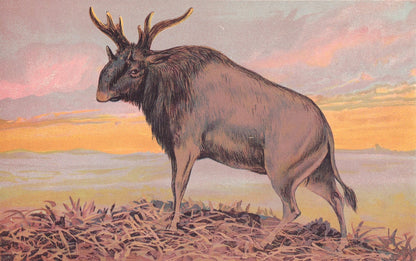1902 SIVATHERIUM Print - Megafauna Print - Paleoart - Prehistoric Wall Art - 121 Years Old - 10.5 x 7.5 Inches