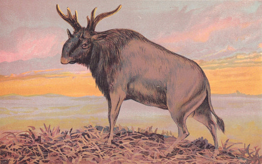 1902 SIVATHERIUM Print - Megafauna Print - Paleoart - Prehistoric Wall Art - 121 Years Old - 10.5 x 7.5 Inches