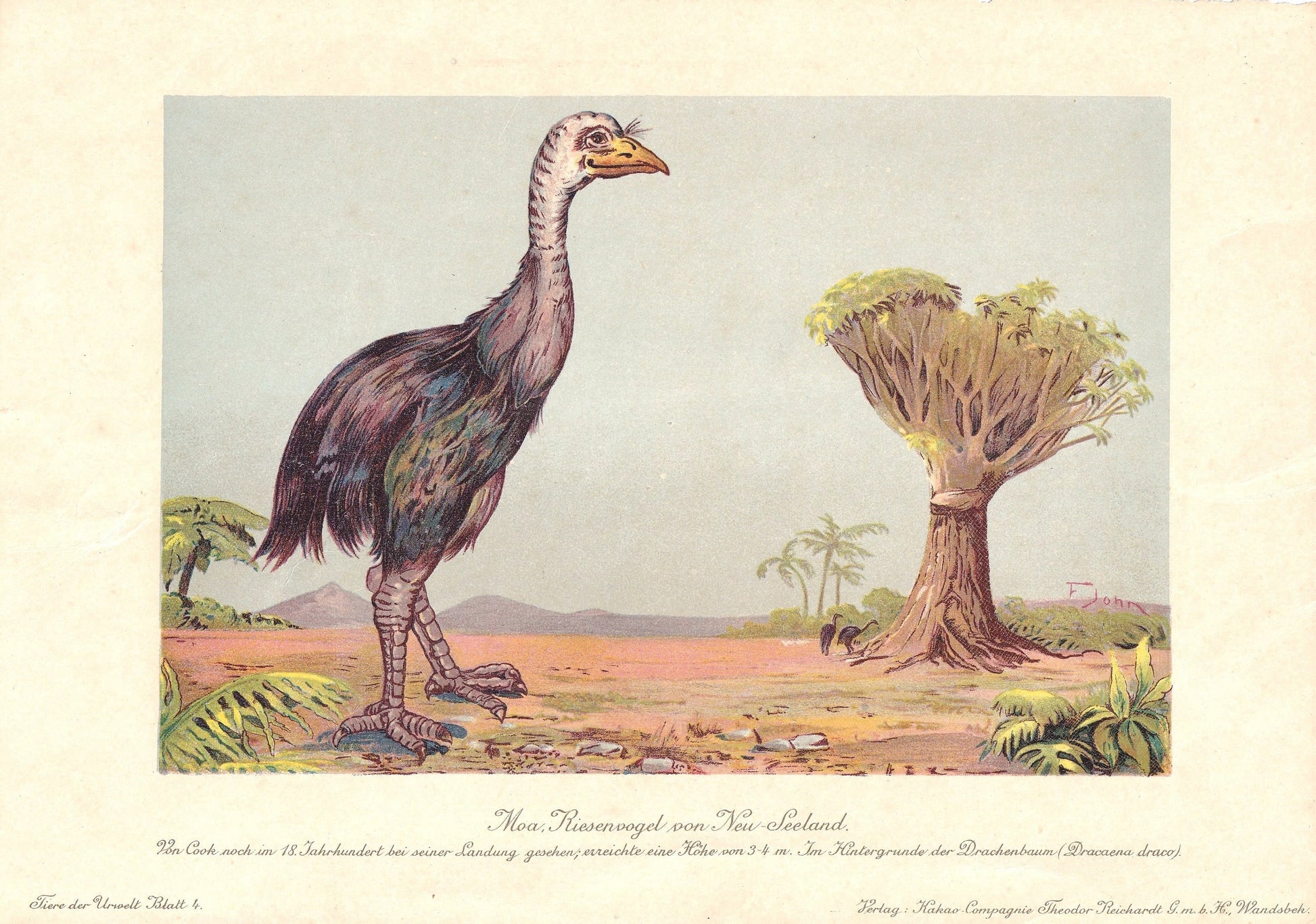 1902 MOA Print - Giant Bird - Megafauna - Paleoart - Prehistoric Animals Wall Art - New Zealand - 121 Years Old - 10.5 x 7.5 