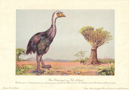 1902 MOA Print - Giant Bird - Megafauna - Paleoart - Prehistoric Animals Wall Art - New Zealand - 121 Years Old - 10.5 x 7.5 