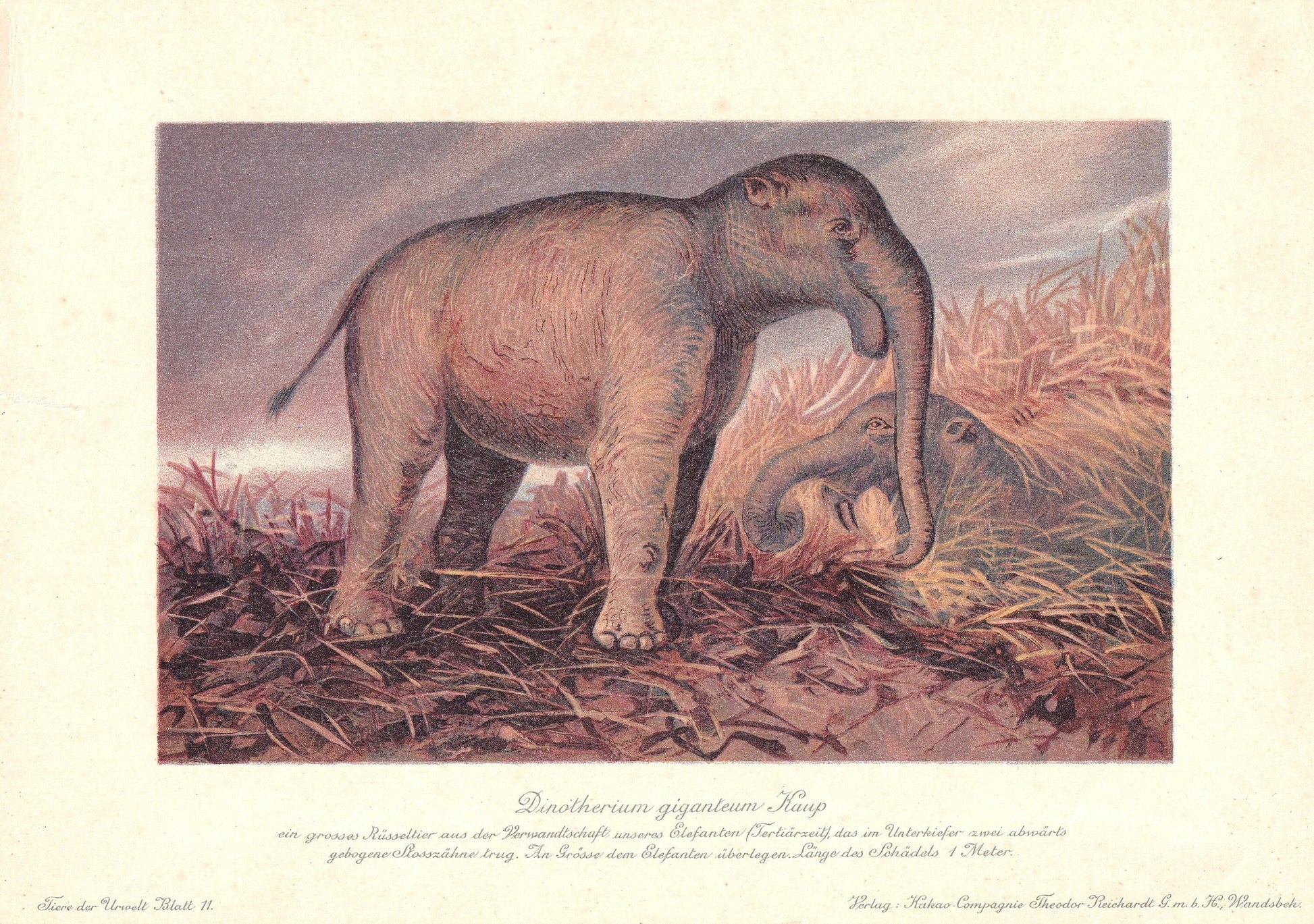 1902 DEINOTHERIUM Print - Extinct Animal Print - Paleoart - Megafauna Print - Prehistoric Print - 121 Years Old - 10.5 x 7.5 