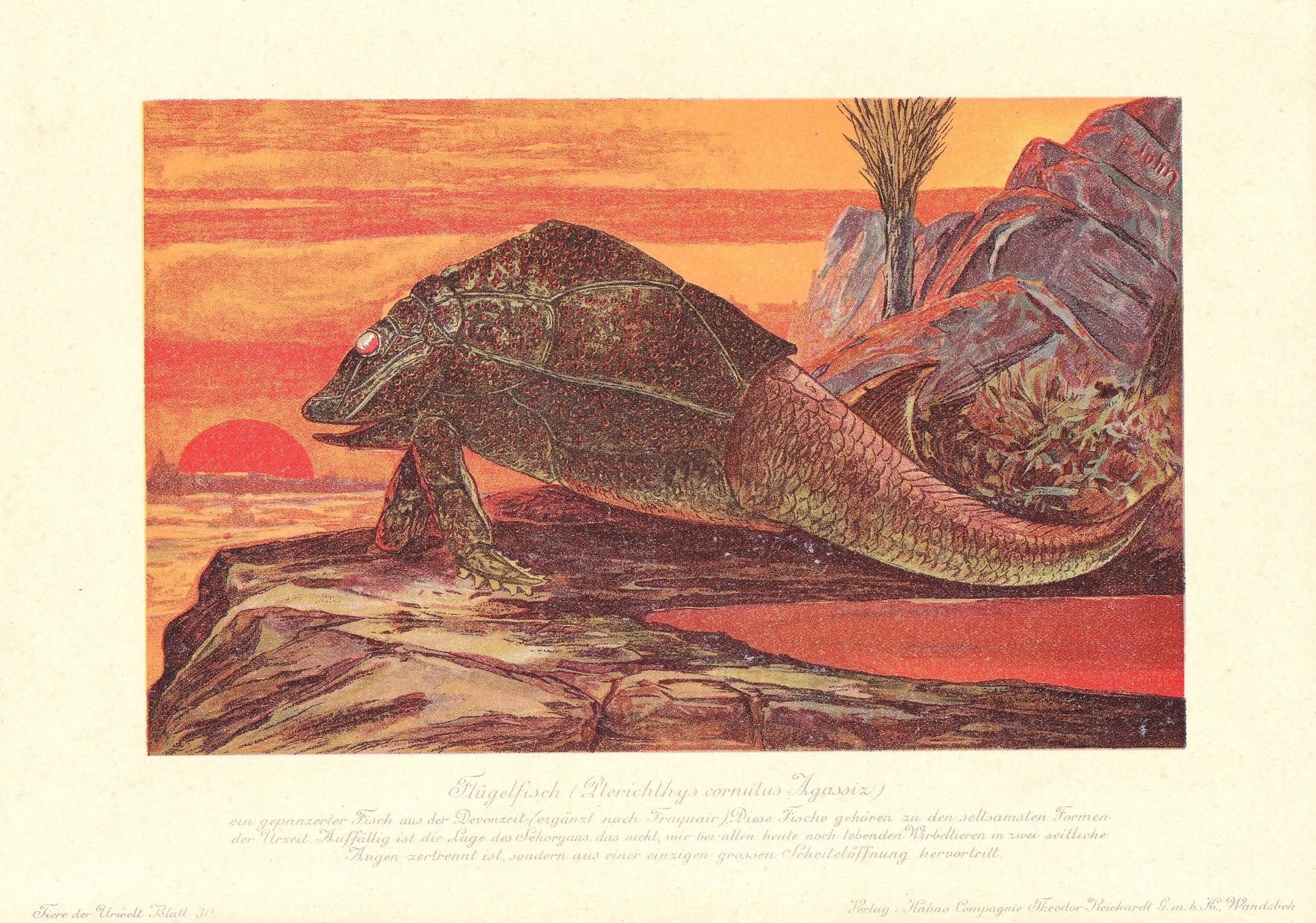 1902 PTERICHTHYODES Print - Extinct Fish Print - Paleoart - Prehistoric Fish Print - 121 Years Old - 10.5 x 7.5 Inches