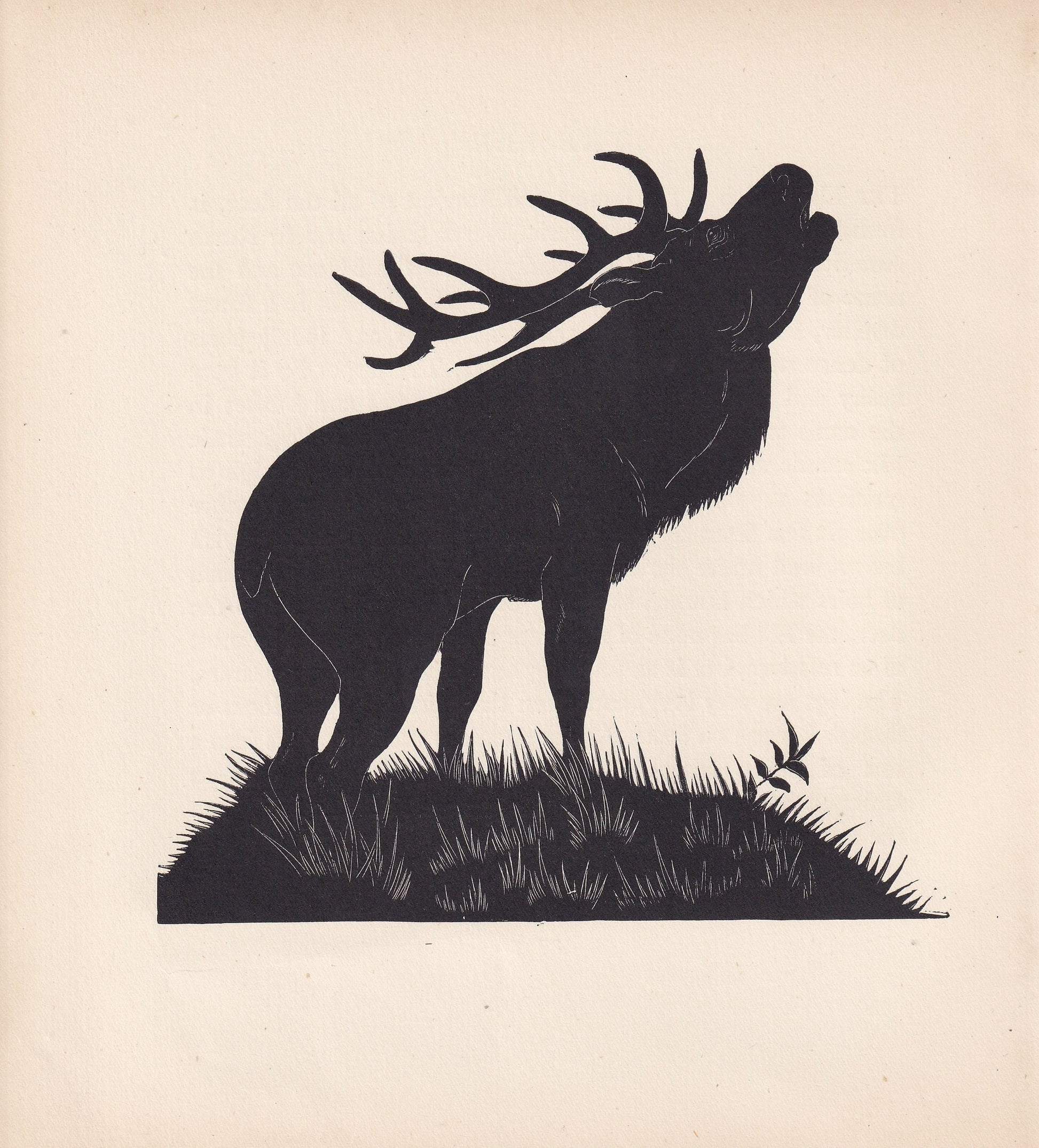 1929 RED DEER Print Wood Engraving - Red Deer Wall Art - Zoology Print - Antique Animal Print - 94 Years Old - 8 x 7.25 Inche