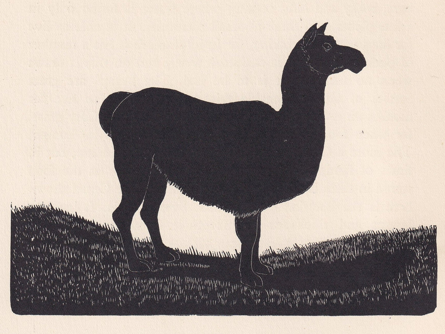 1929 LLAMA Print Wood Engraving - Llama Wall Art - Zoology Print - Antique Animal Print - 94 Years Old - 8 x 7.25 Inches