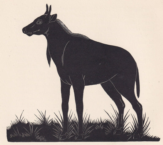 1929 NILGAI Print Wood Engraving - Nilgai Wall Art - Zoology Print - Antique Animal Print - 94 Years Old - 8 x 7.25 Inches